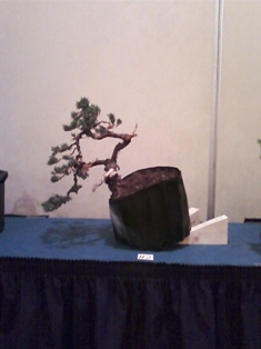J Roth bonsai GSBS member collection 2010